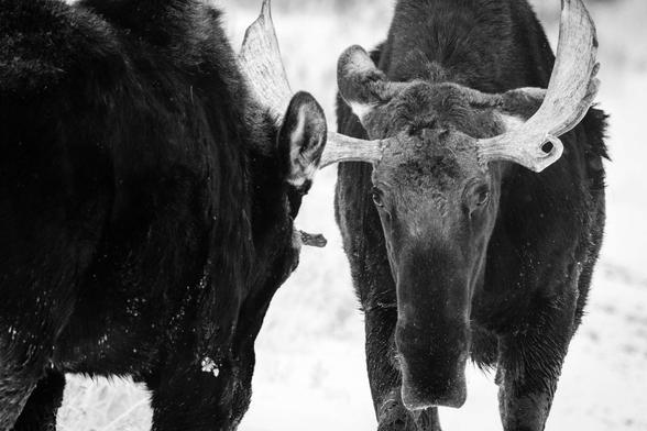 Two bull moose facing off while sparring near the Kelly Warm Spring, Grand Teton National Park.