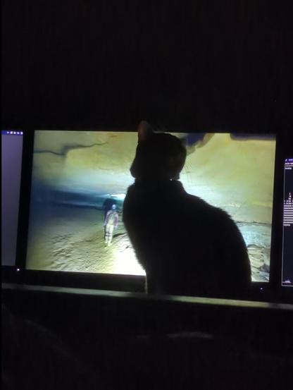 Cat, blocking YouTube video, after a bug; 2/2