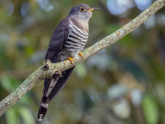Indian Cuckoo photographed by Adrian Silas Tay