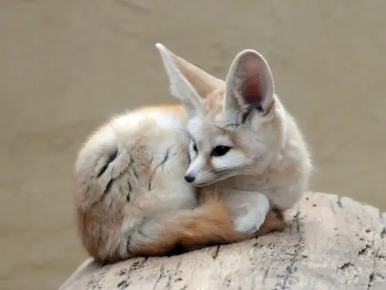 A tiny fennec fox in loaf form sitting on top of a tree log. Seems unsure about what mischief to do next.