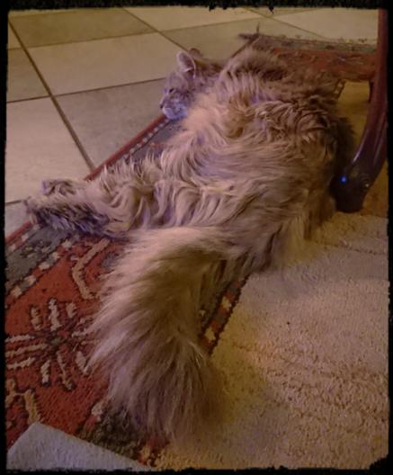 Un gatto a pelo lungo, grigio tigrato dorme suun tappeto. Coda folta in primo piano