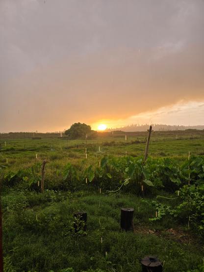 Sunrise and raindrops..
Couldn't think of anything more rewarding to start my day with..

Apart from a strong black...coffee 😬🤭

#Bluesky #sunrise #raindrops #coffee #farmlife #Fiji #tropical