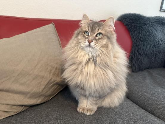 Closeup of a grey Siberian cat sitting upright on a couch. He is looking expectantly upwards. Does the human have the treats he deserves, now that he's been so scared? He is very fluffy, especially his large majestic mane.