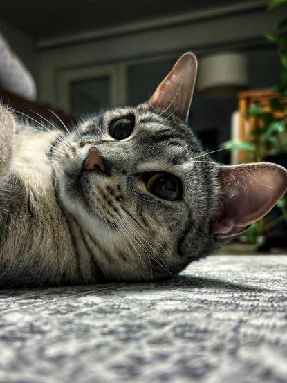 A close-up of a relaxed tabby cat lying on a patterned surface, looking curiously at the camera. The background features soft lighting and greenery.
