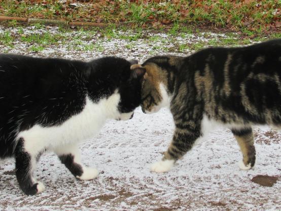 Eine schwarz-weiße und eine getigerte Katze mit weißen Pfötchen stehen Stirn an Stirn voreinander.