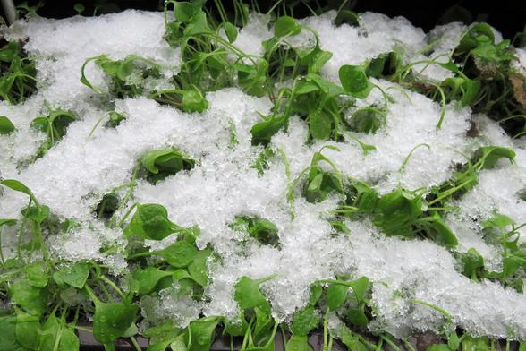 Dichtes, niedriges Blattwerk mit vielen kleinen, rundlich- bis herzförmigen, kräftig grünen Blättern. Darüber liegt eine ungleichmäßige Schicht aus weißem, körnigem Schnee, der die Pflanzen stellenweise vollständig bedeckt und an anderen Stellen Lücken lässt, durch die Blätter und dünne Stiele hervorschauen. Auf einigen Blättern sind kleine Wassertropfen zu erkennen.