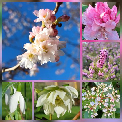 Collection of six photos showing cherry blossom, snowdrops and othe spring flowers in  pinks and whites.
