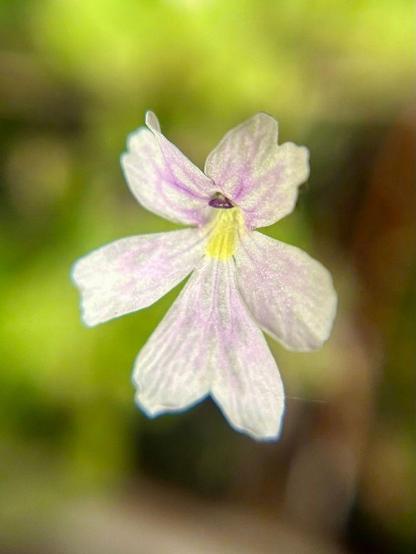 White five-petalled flower with a yellow throat and a dark purple stigma. Faint purple veins creep across each petal.