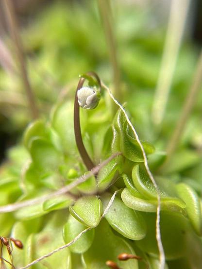 A developing flower emerges from the center of a compact succulent rosette. The top surface of each leaf glistens with numerous dew-tipped glands.