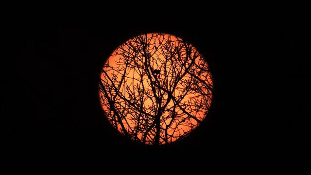 The sun appears behind leafless tree branches, creating a silhouette against a reddish-orange sky.