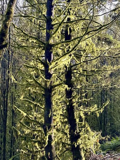 Two trees in the forest, tall and with many branches, stand shining in the winter sun. The thick moss draped around them gives a shaggy green halo.