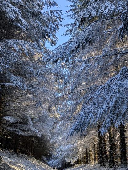 Snowy trees with blue sky behind and golden sunlight dappling branches & the ground