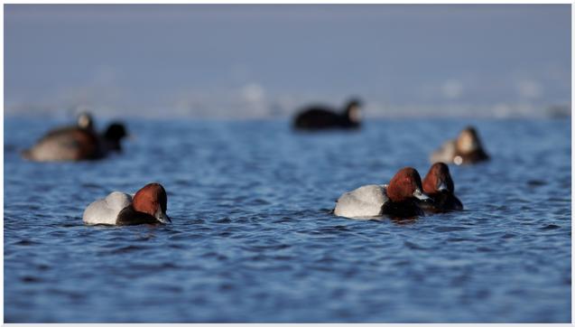 Drei männliche Tafelente.
Die Vögel sind von vorne zu sehen und schwimmen in hellblauen, leicht bewegten Wasser. Im Hintergrund weitere Wasservögel und die Eiskante.