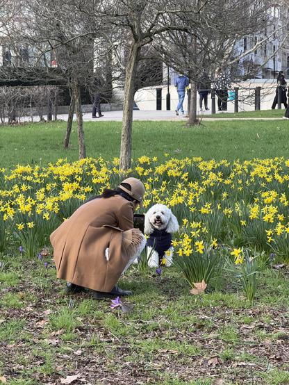 A young woman in a fawn coloured coat and a similarly coloured baseball cap crouches down to take a phone photo of her dogapoo (cacka or cava, maybe) who is standing on the edge of a host of daffodils in London's Green Park.