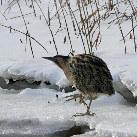 A bittern, a stocky golden-brown bird with pale yellowgreen legs and large feet takes a step on the some broken ice in front of snow covered reeds.