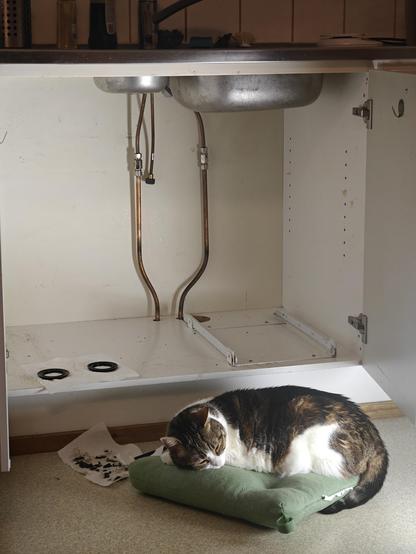 Un gat blanc i tigrat dormint sobre un coixí verd al terra, davant d'un armari obert on s'hi veuen unes canonades, unes gomes assecant-se i la part de baix d'una pica metàl·lica. Darrere del gat un tovalló brut amb ronya treta de les canonades, la qual no pareix molestar-li.