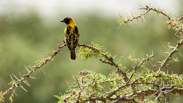 An avian artisan - © Queen Elizabeth National Park, Uganda / Adobe Stock