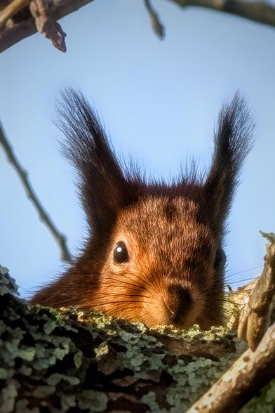 A close-up, low-angle shot of a Eurasian red squirrel peering over a thick, lichen-covered tree branch. The squirrel is looking directly at the camera with a curious expression. Its dark, tufted ears stand tall, backlit by the sun, highlighting the fine texture of its reddish-brown fur. The background is a soft, out-of-focus bright blue sky, creating a sharp contrast with the warm tones of the animal.