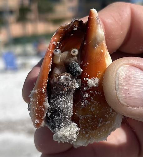 A closeup photo of a small mollusk living in a reddish cone shaped shell held upside down by my brothers hand in the sun. The body appears to be a darker color that is black-adjacent with many grains of light brown sand sticking. 

At the top the body is a very light brown and there are two short stalks with black eyes at the end of the stalks.