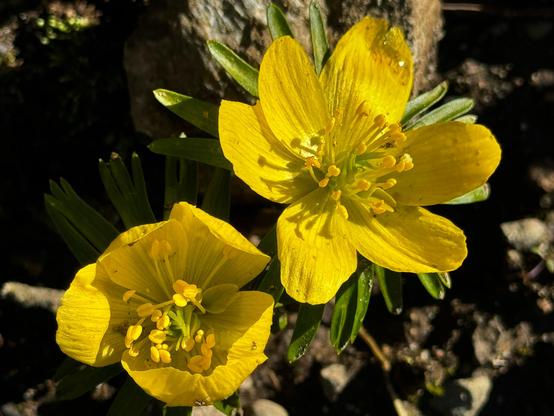Two small brilliant yellow flowers growing near the ground.
