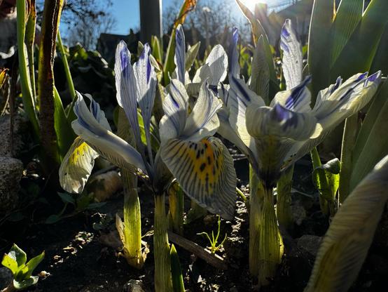 Ground level view of some irises with a yellow "tongue" ön white petals striped blue.