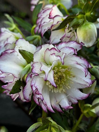 White flowers, quite double, with a bold purple picotee on the edge of every petal.
