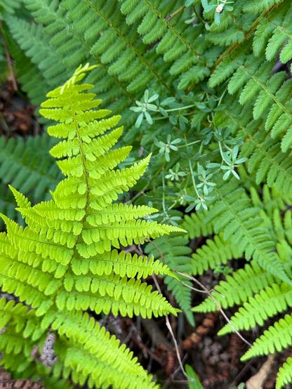 Close up of a smaller bright green fern with a larger, darker green fern behind it. Some small, delicate star-shaped leaves break through the dark green fern and provide a diversion from the heavier fern repetition. Spotted on Cerro San Luis, San Luis Obispo, California.