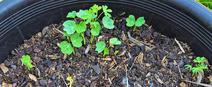 More nasturtiums are coming up in my nasturtium pot. The whole pot has seeds but only the very top end seem to be coming up. Hmmmm. Same amount of sun, same potting mix, same watering. Planted at the same depth. A mystery to me.