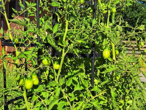 I lost count of the tomatoes on this side of the Big Pear heirloom tomato. Around 43 or so.