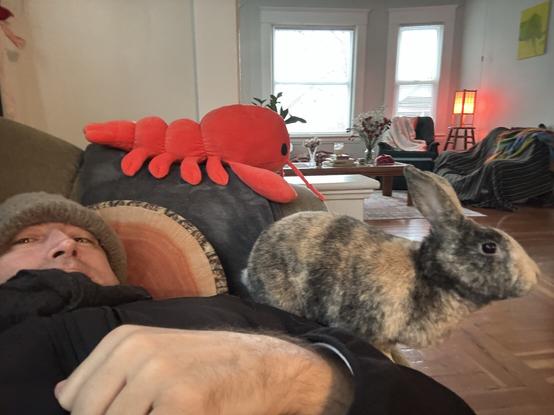 Bunny hopped up next to me on the couch. Chill bun.