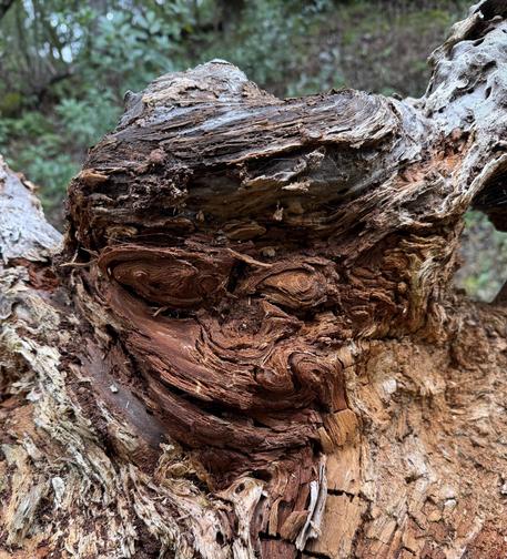 a redwood stump (i think it’s redwood, anyway, but i can’t swear by it) in which gnarled shapes would seem to suggest eyes that might be open or closed, a leering mouth, and a funny toupee-like swoop of hair