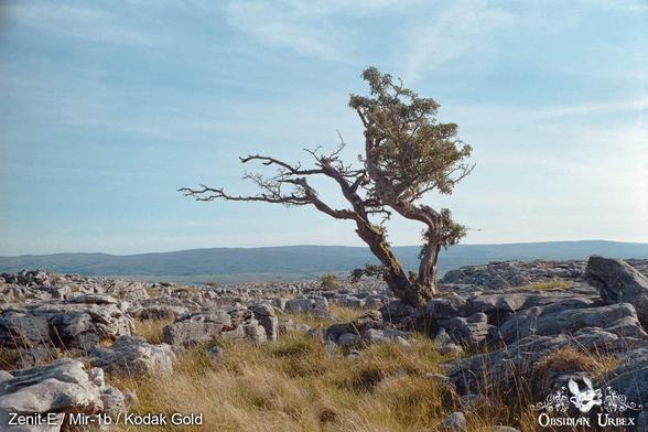 A windswept tree with sparse leaves stands alone in a barren limestone landscape under a blue sky.