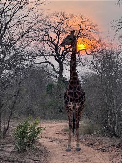 Imagine being on a safari in Africa, and this giraffe walks out of nowhere while your trying to take a photo of the sunset...