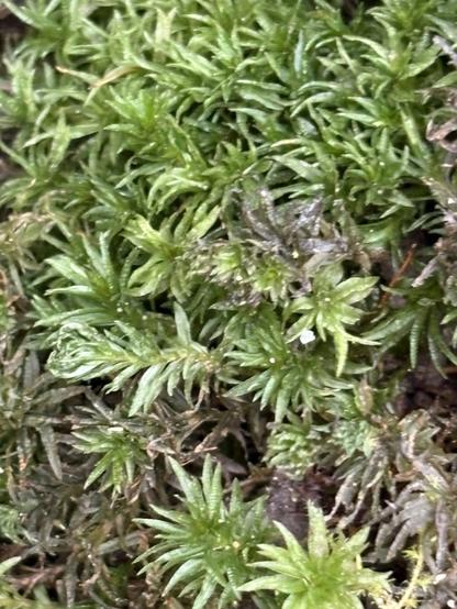 Atrichum undulatum:
Eine Nahaufnahme von leuchtend grünem Moos mit kleinen, nadelartigen Blättern, wobei einige Stellen dunkler und verblasster erscheinen. Die Textur ist üppig und dicht und bedeckt den Boden mit einer reichen Vielfalt an Grüns.

A close-up of vibrant green moss with small, needle-like leaves, some parts appearing darker and more faded. The texture is lush and dense, covering the ground with a rich variety of greens.