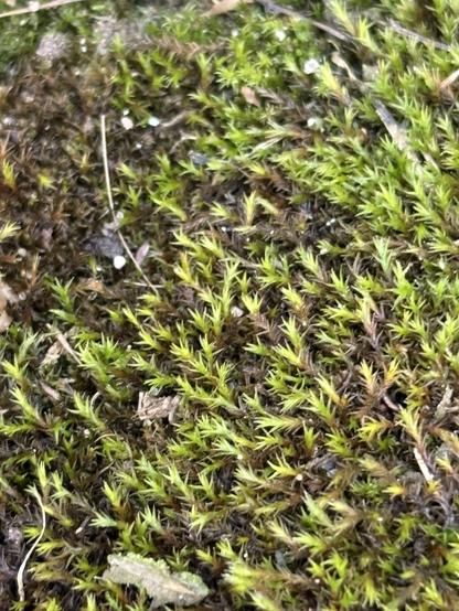 Schistidium crassipilum:

Eine Nahaufnahme von leuchtend grünem Moos, das auf dem Boden wächst, mit kleinen bräunlichen Elementen und verstreuten Trümmern zwischen dem Moos.

A close-up view of vibrant green moss growing on the ground, with small brownish elements and scattered debris among the moss.