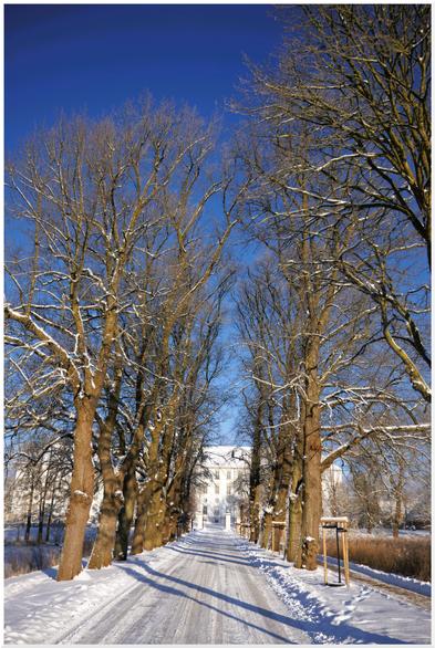 Die alleeartige Zufahrt zum Schloss Gottorf im Winter.
Links und rechts des schneebedeckten Weges stehen hohe, winterkahle Bäume mit Schnee auf dem Ästen. Am Ende des Weges die Toreinfahrt. Das Schloss weiß wie Schnee in der Sonne. Über allem ein leuchtend blauer Himmel.