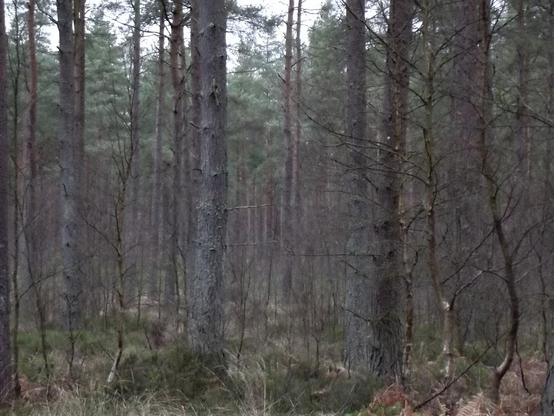 A thick forest. Trees everywhere. Nothing else. Just trees. There may be a squirrel in there somewhere but it can't be seen. It's probably wearing camouflage. they do that sometimes.