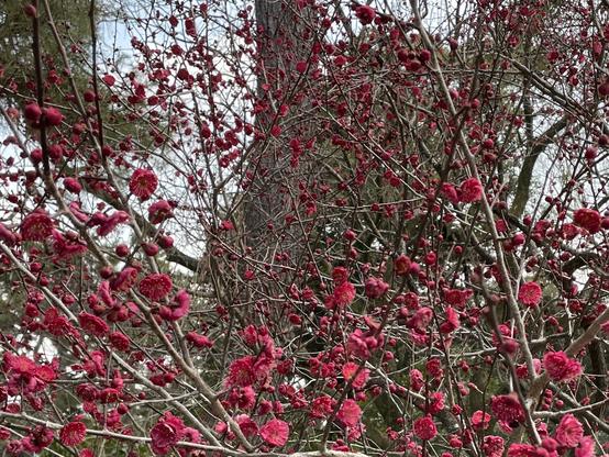 Red plum blossoms
