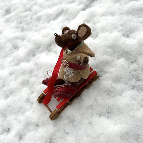 Photo of Silvius, the little Latin mouse, sitting on a red-painted wooden sledge in the snow. He's wearing his paenula (hooded cloak) with a red leather belt to keep it closed against the cold. Silvius has been waiting weeks for the rain to stop, and he made the most of the short snowfall!
