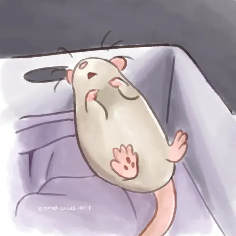 a cream rat lies on his back in a box, cushioned by a purple towel. he's completely passed out