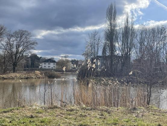 Gräser im sonnigen Gegenlicht vor einem Gewässer. Im Hintergrund fließt das Gewässer in ein Fluss, dahinter Häuser am Ufer. Am Himmel dramatische Wolken.