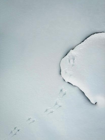 Eine Weite aus frischem, ungestörtem Schnee mit mehreren Tierspuren, die vom Rand einer Schneeverwehung wegführen. Die Szene vermittelt eine ruhige, winterliche Landschaft.