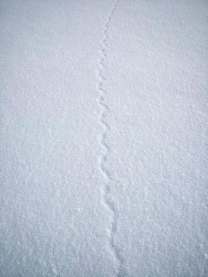 Eine verschneite Landschaft mit einem einzigen, gewundenen Weg, der die Oberfläche des Neuschnees markiert.