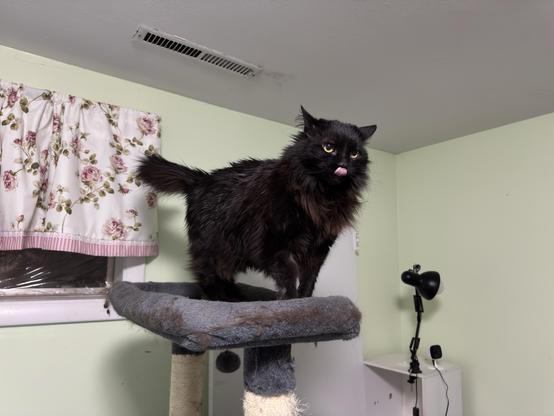My long haired black cat Penguin standing on top of her cat tree with her ears back, tongue sticking out, and tail in a crooked position as she prepares to attack