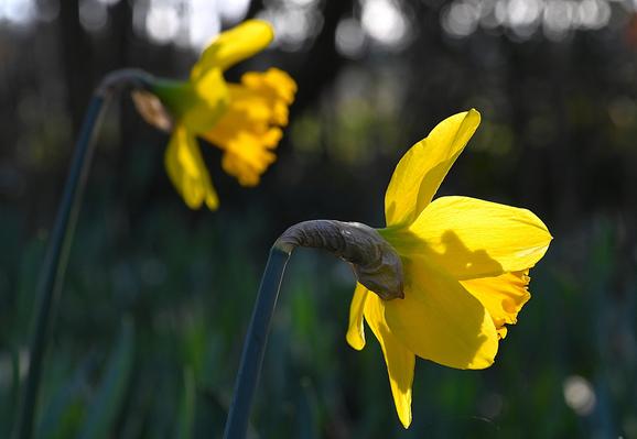 Narcisse des jardins en fin d'après-midi, au premier plan une fleur capte la lumière du soleil couchant, au second plan une autre fleur légèrement floue positionnée en parfaite symétrie parallèle.