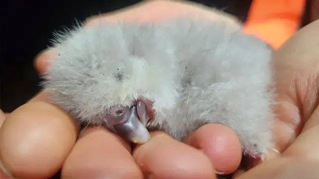 extremely endangered parrot hatchling in a human hand, its light grey feathers making it look like a ball of fluff 🥹