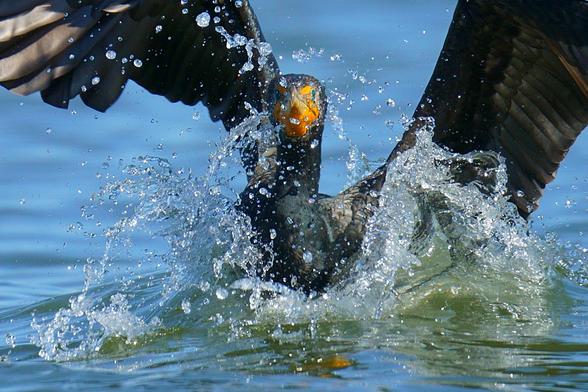 A Double-crested Cormorant lands in sunlit water toward the viewer, creating a splash.