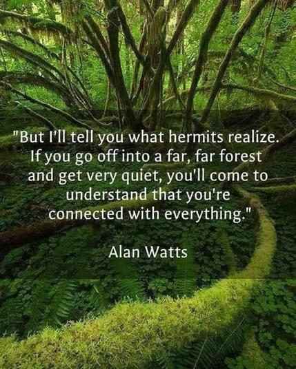 "But I'll tell you what hermits realize.
If you go off into a far, far forest and get very quiet, you'll come to understand that you're connected with everything."
Alan Watts
Forest glen with trees and moss in deep greens