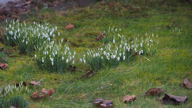 Schneeglöckchen auf einer grünen Wiese