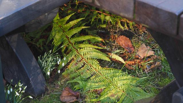 Farn und Schneeglöckchen unter einer Gartenbank